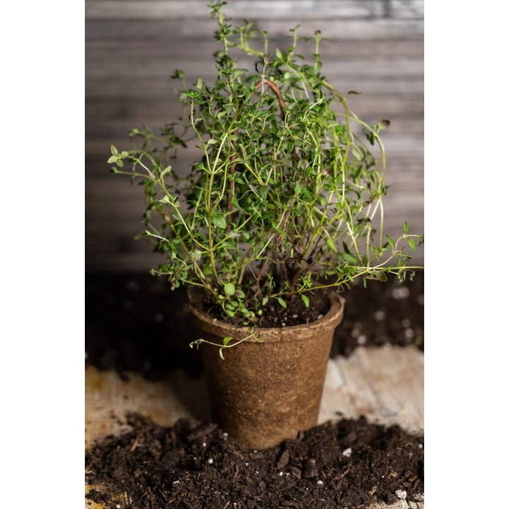 SPAWNFOAM - Wholesale Plant Seeds - Multipack 24pcs. Aromatic Herbs Kit Boxpot Thyme1