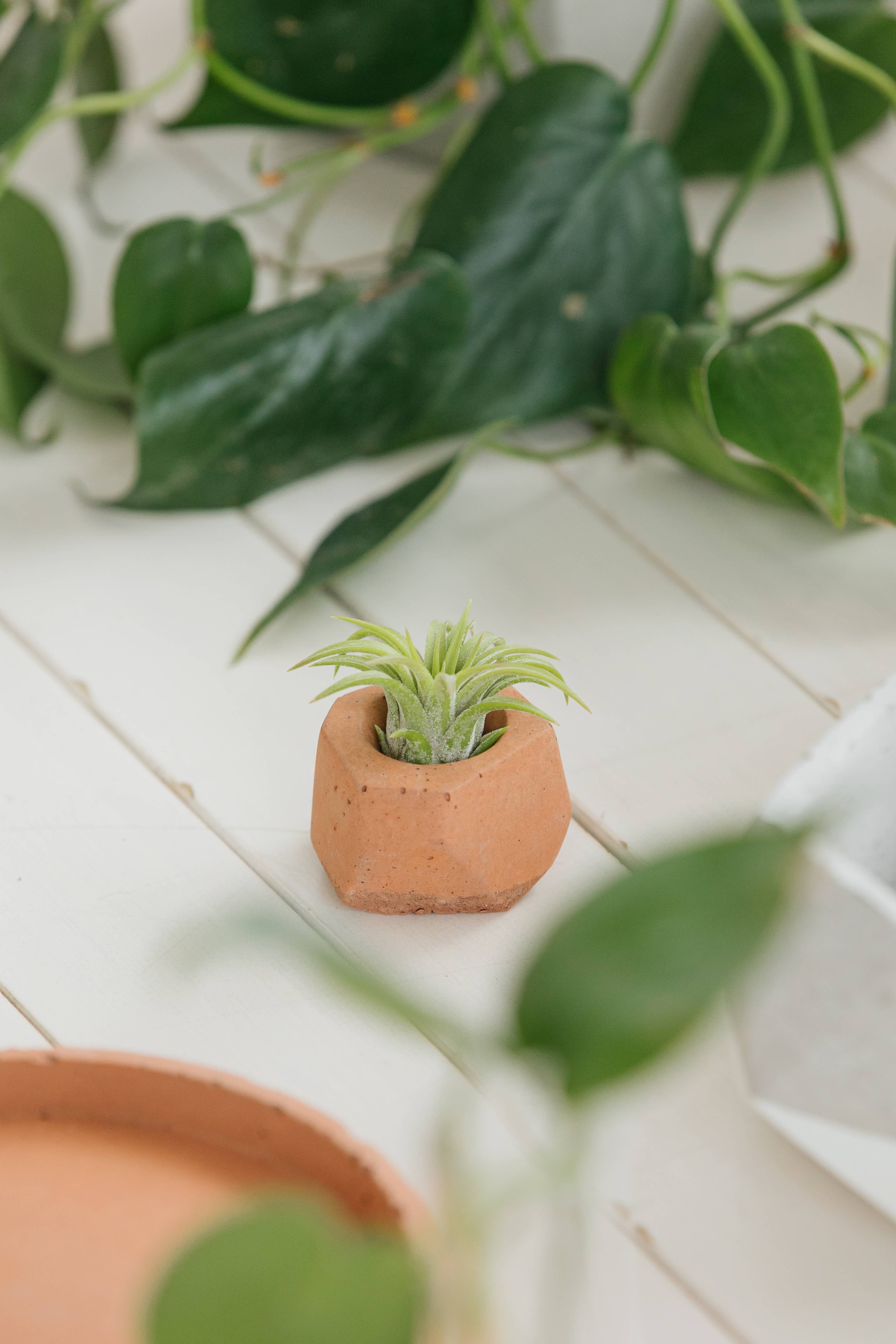 The Plant Supply - Wholesale Plant Pot - Concrete Air Plant Holders (Set of 3) | modern air plant pot6