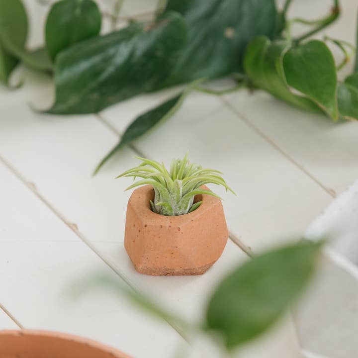 The Plant Supply - Wholesale Plant Pot - Concrete Air Plant Holders (Set of 3) | modern air plant pot6