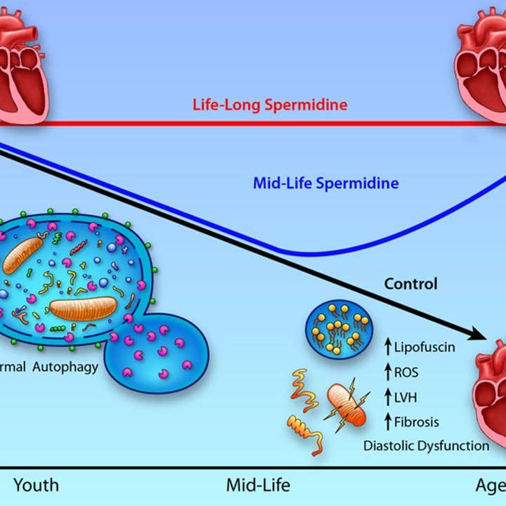 Probase Nutrition - Wholesale Oral Supplement/Vitamin - Spermidine Supplement3
