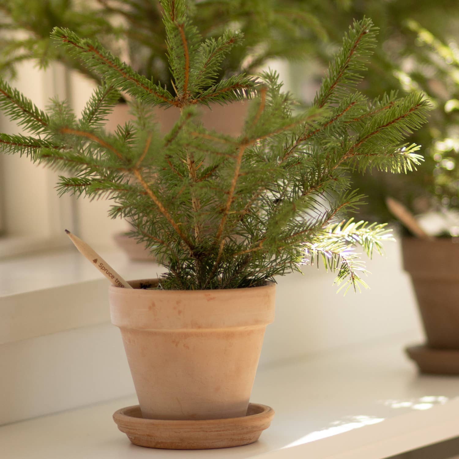 SproutWorld – wholesale Pencil – SproutWorld Plantable Pencils | X-mas · 5 pack5