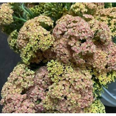 Florasource - Wholesale Fresh Cut Flowers - Cottage Yarrow Peach 50 stems