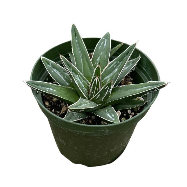 Succulent Wholesale - Wholesale Succulent - Queen Victoria Agave | 4 inch | Agave victoriae-reginae1