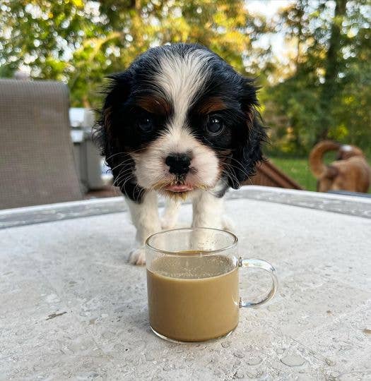 Barkista - Wholesale Pet Treats - Dog - Pumpkin Spice Latte Instant Dog Coffee5