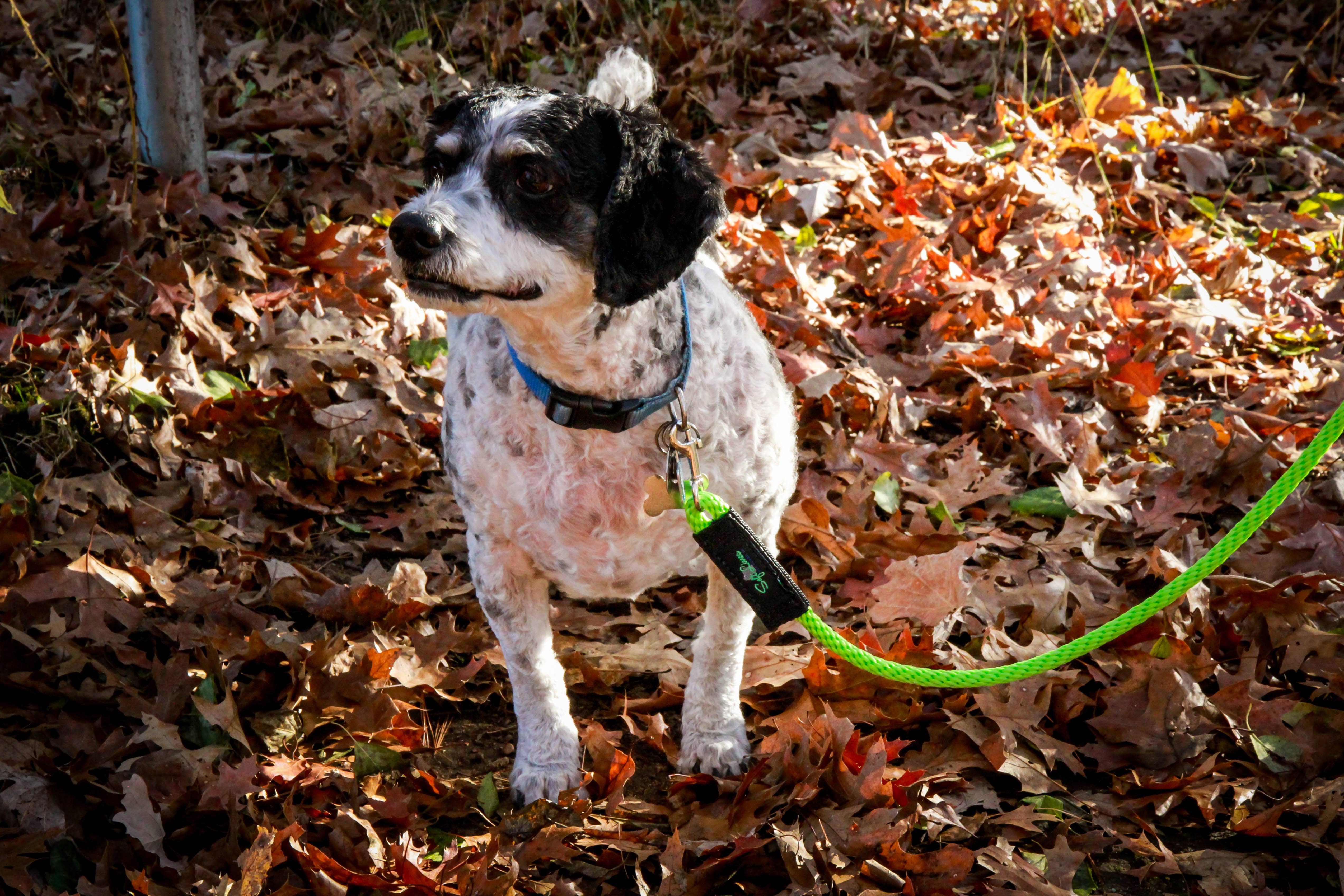 SOFT LINES - Wholesale Pet Leash - Dog - Woven Snap Leash3