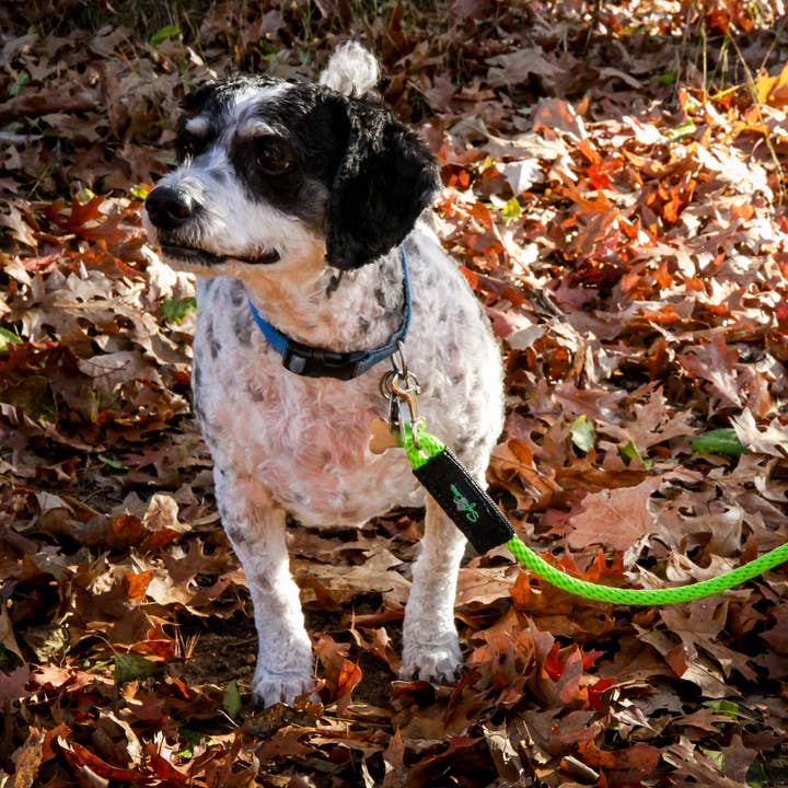 SOFT LINES - Wholesale Pet Leash - Dog - Woven Snap Leash3