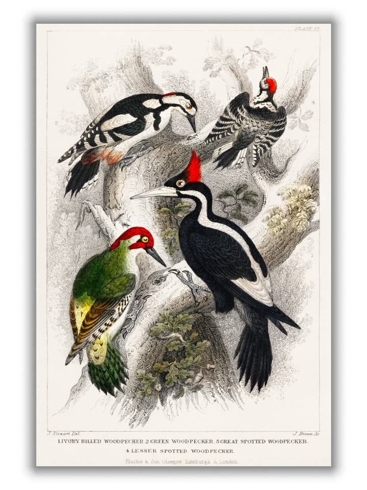 Collection of wood peckers for wholesale by Stanley Print House