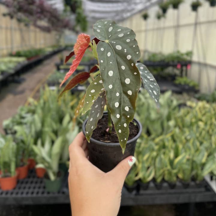 Thorsen's Greenhouse - Wholesale Live Plant - Begonia Maculata - Polka Dot Plant - 4" Live Plant1