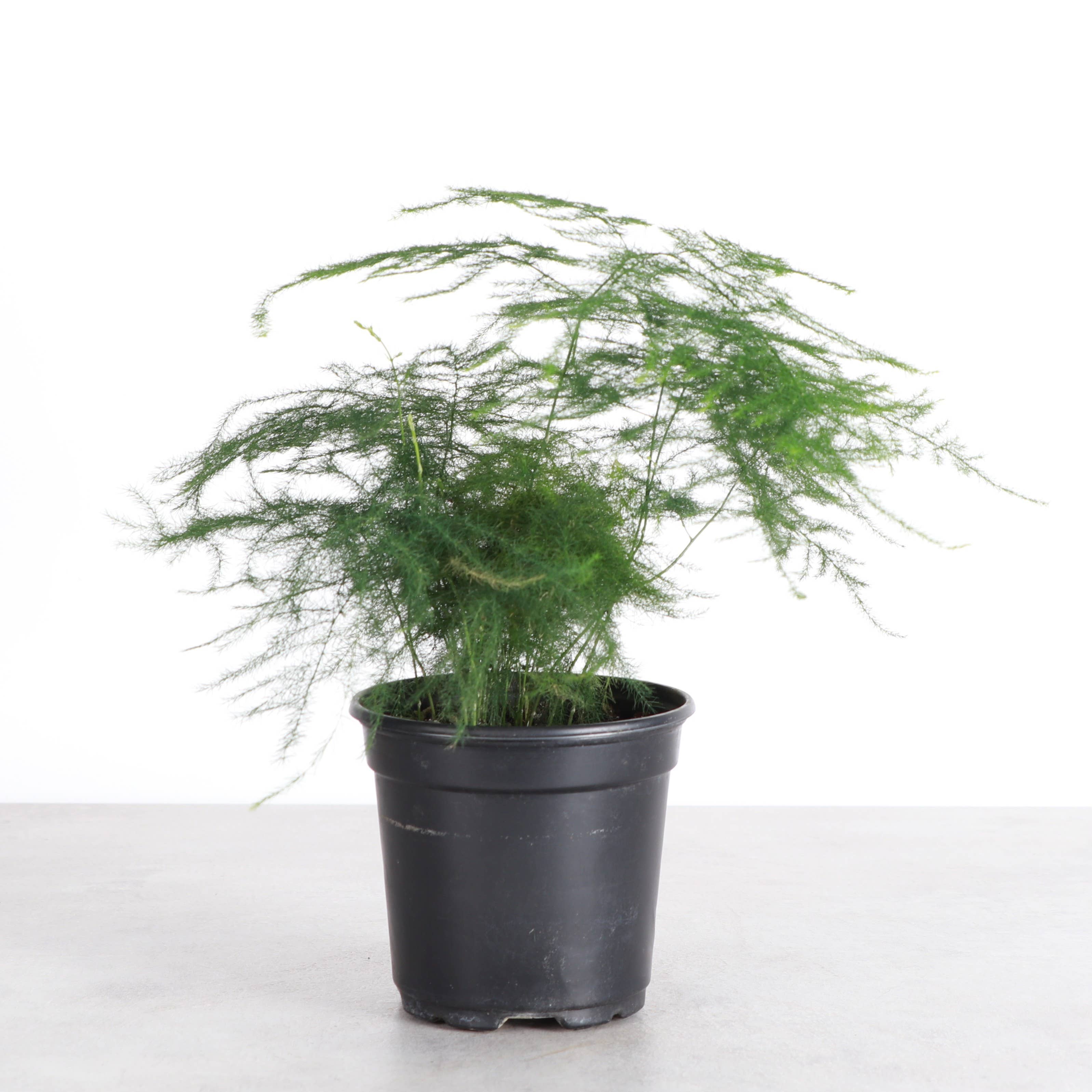 Thorsen's Greenhouse - Wholesale Live Plant - Asparagus Fern - 4" Live Plant2