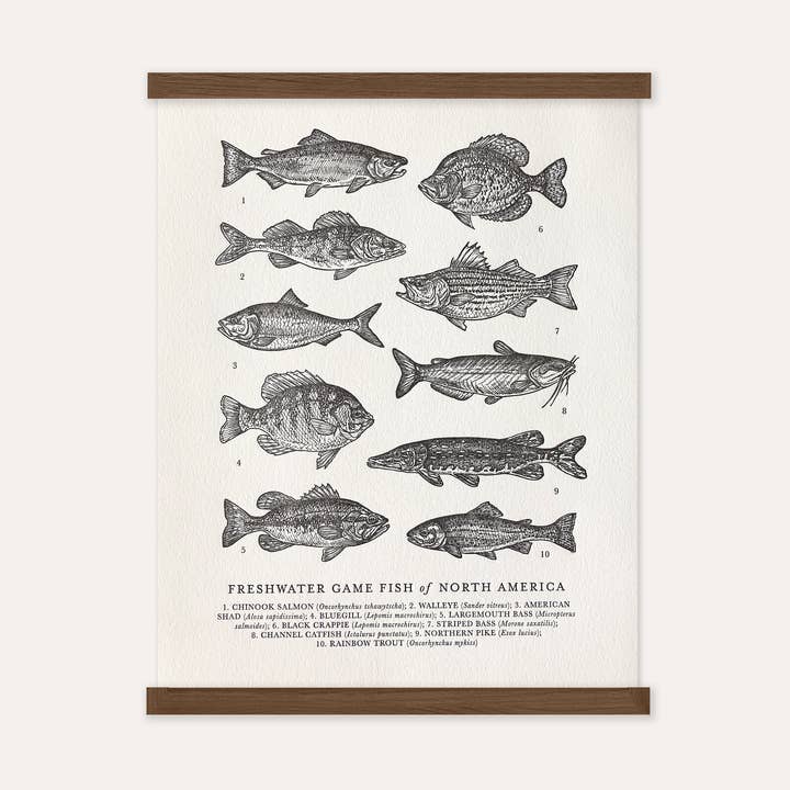 The Wild Wander - Wholesale Art Print - Guide to Freshwater Fish Art Print0