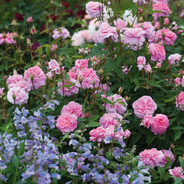 Belle Epoque - Wholesale Live Plant - The Mayflower (Auslilly) (root)