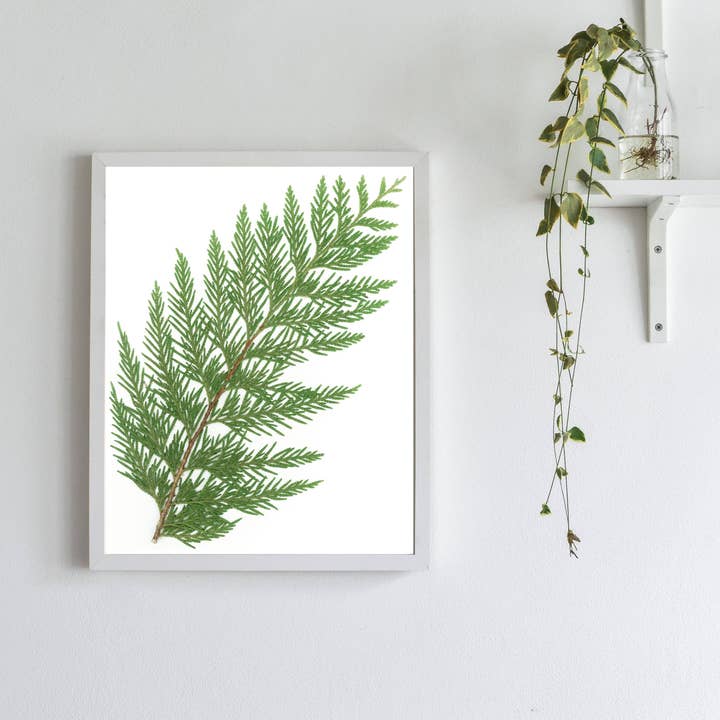 Imprimé branche de cèdre pour la vente par Little Green Herbaria