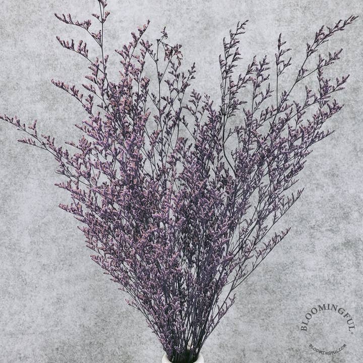 BLOOMINGFUL.COM - Wholesale Dried/Pressed Flowers - Preserved Limonium Caspia Flowers - Purple (008)