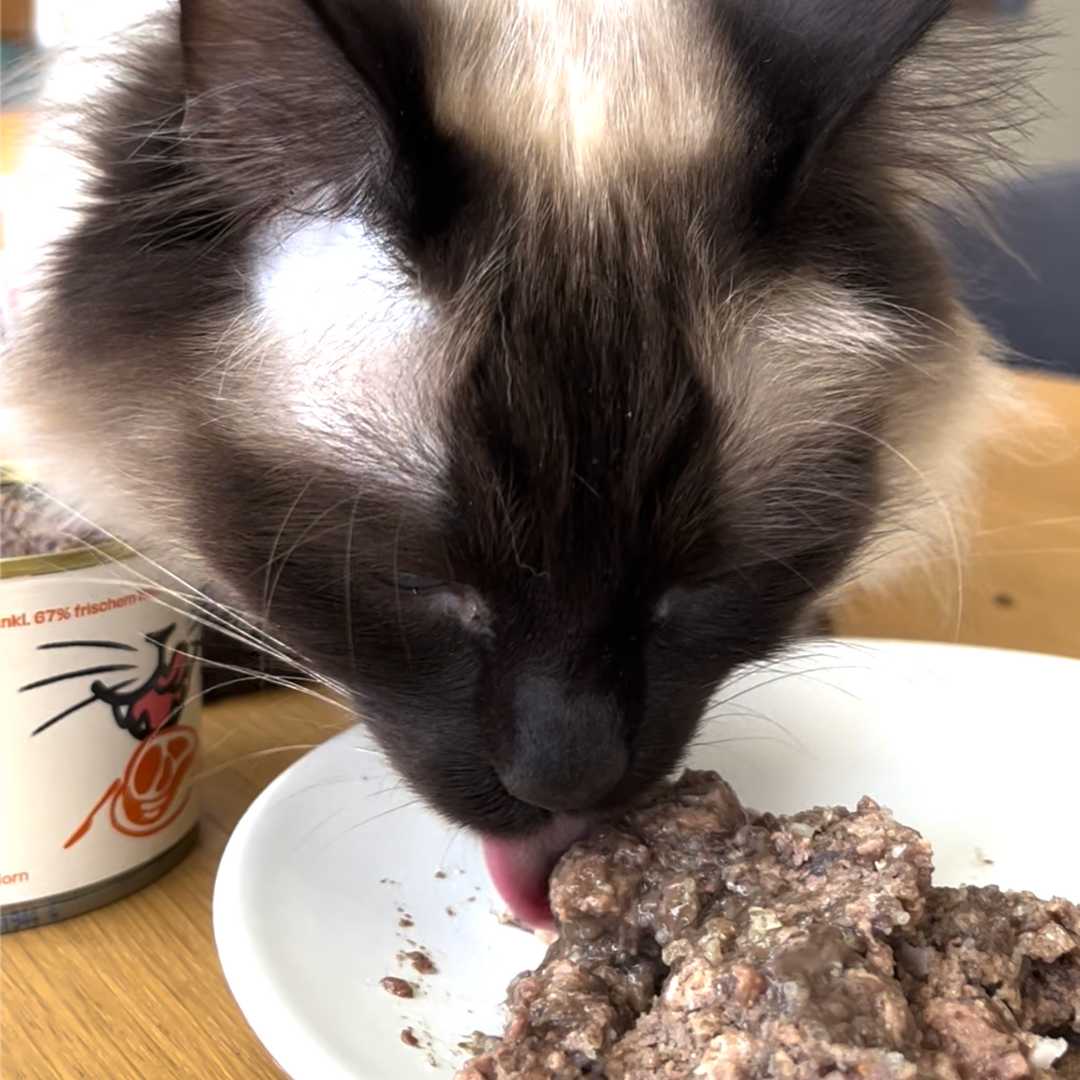 The Healthy Pet Co. GmbH – Großhandel Tiernahrung – Katze – 6 x 200 g Nassfutter – Huhn – Getreidefrei1