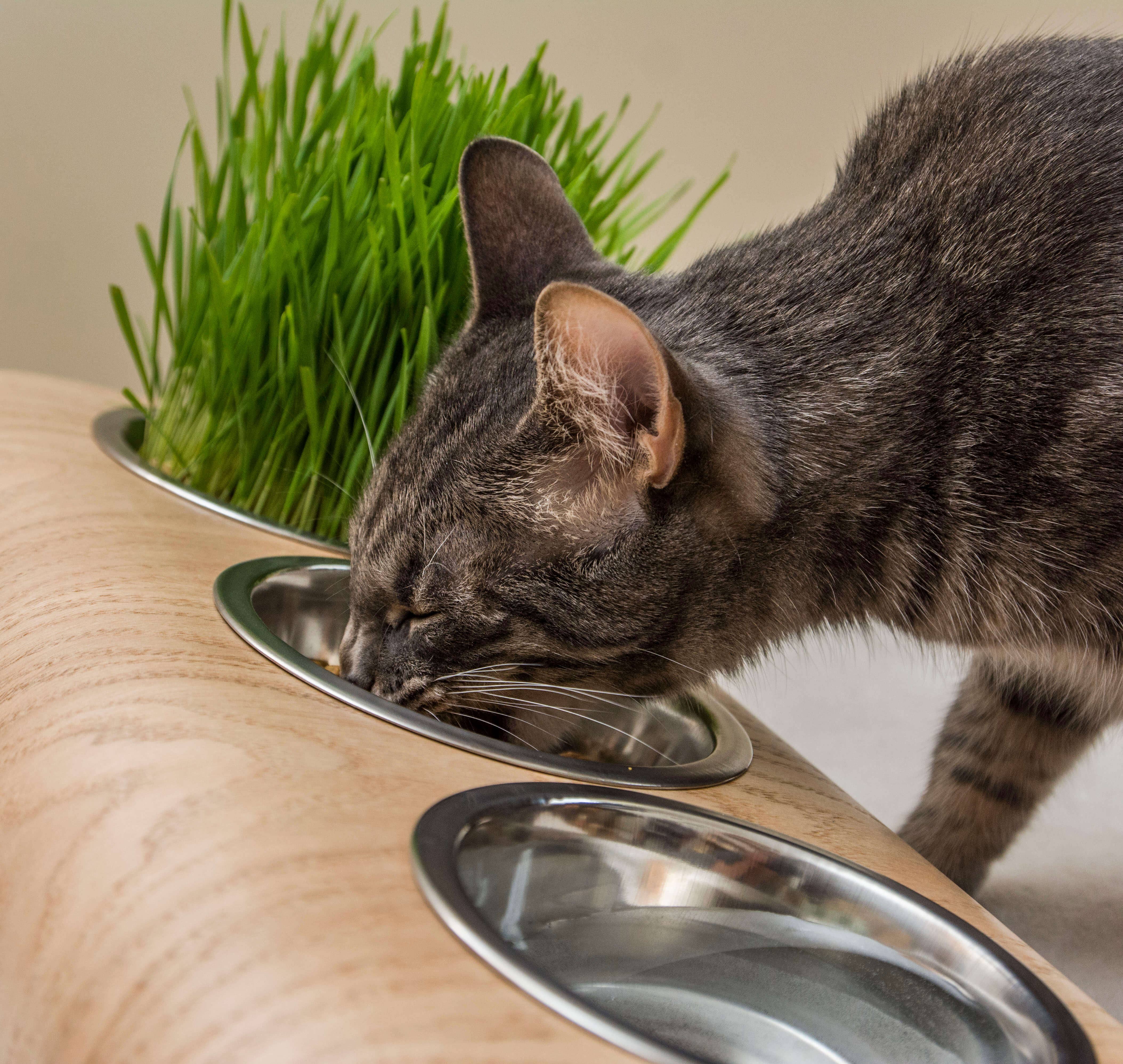 ValiaiDesign – Engroshandel Madskål - Kat/hund – ValiaiDesign fodringsstation til kæledyr med 3 skåle og stativ4