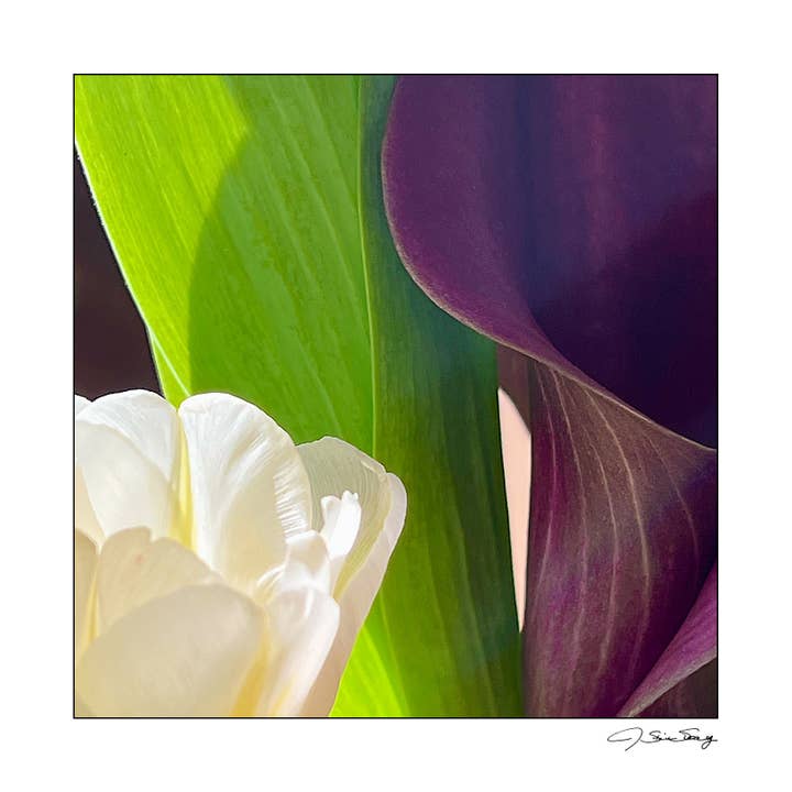 Calla Lily - Violet pour la vente par Signature Image Gallery