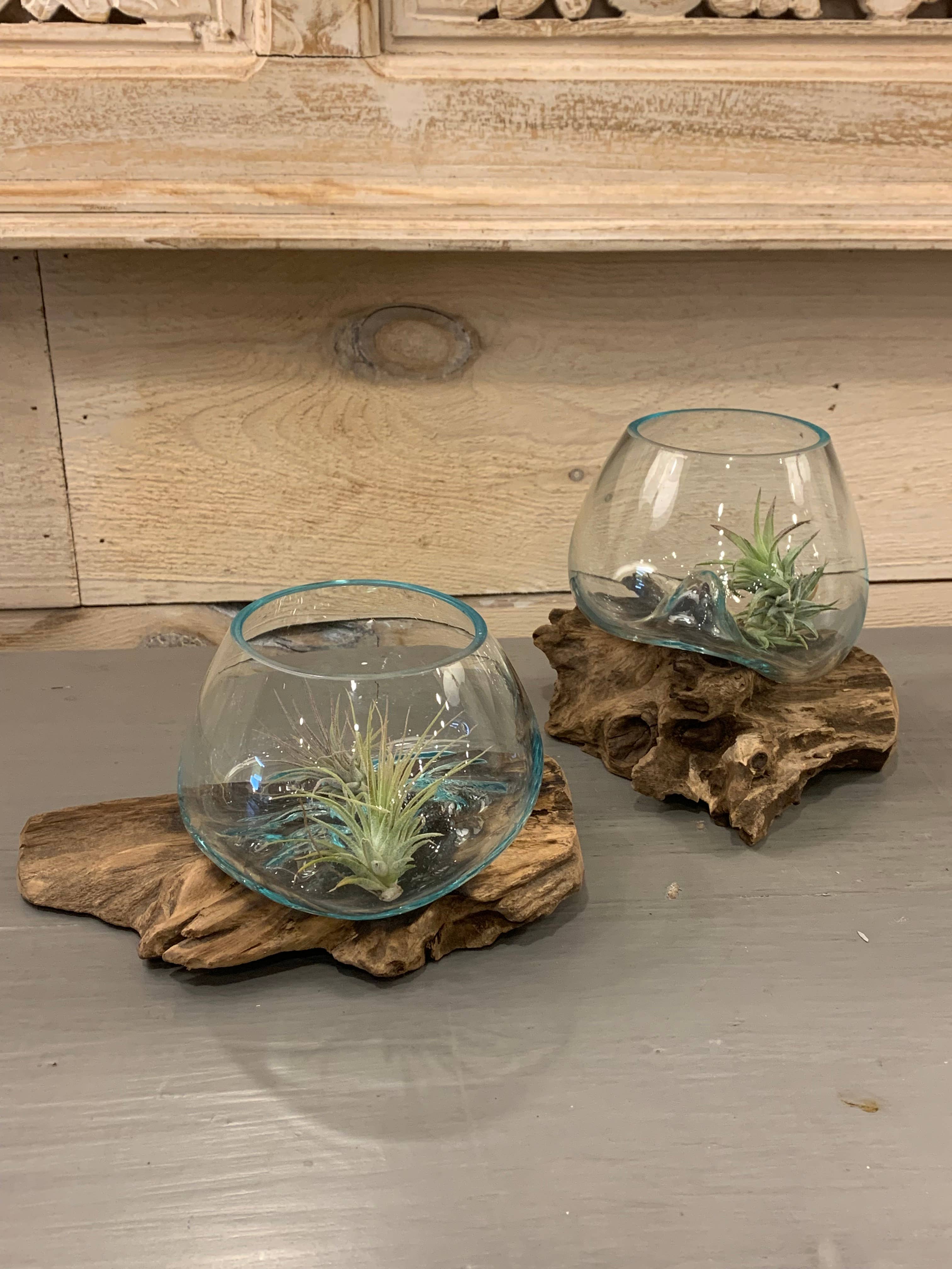 Asia West - Wholesale Terrarium - Hand-Blown Mini Terrarium on Wood  (approx. 6" x 5" x 5")2