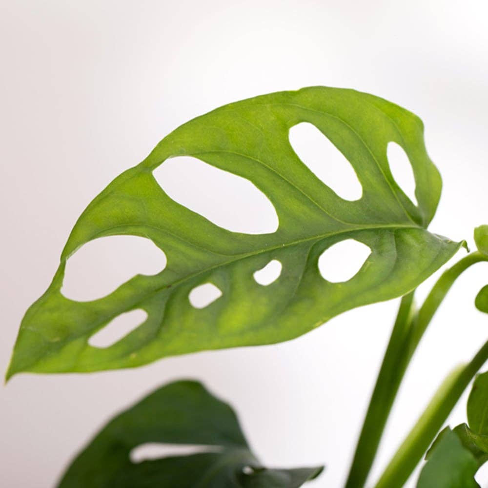 The Little Botanical – wholesale Live plant – Monstera Monkey Leaf 🐒9