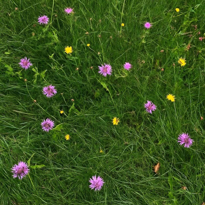 Competitive Lawn - Wholesale Plant Seeds - PolliBloom | Premium Wildflower Grass Seed Mix - Non GMO2