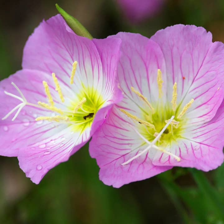 GardenPerspective – Engroshandel Ægte plante – 5 - Pink Evening Primrose Bare Root Flerårig haveplante3