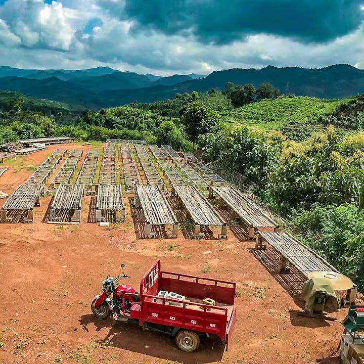 Quichapa Coffee - Wholesale Coffee beans - Yunnan Xishuangbanna Guiben honey3