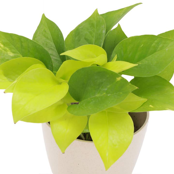 Thorsen's Greenhouse - Wholesale Live Plant - Neon Pothos Plant - Live Plant