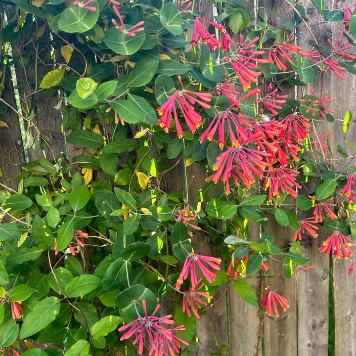 Trumpet Honeysuckle (Lonicera sempervirens) Plant, Perennial, Full-Part Sun for wholesale by Steep Hill Garden