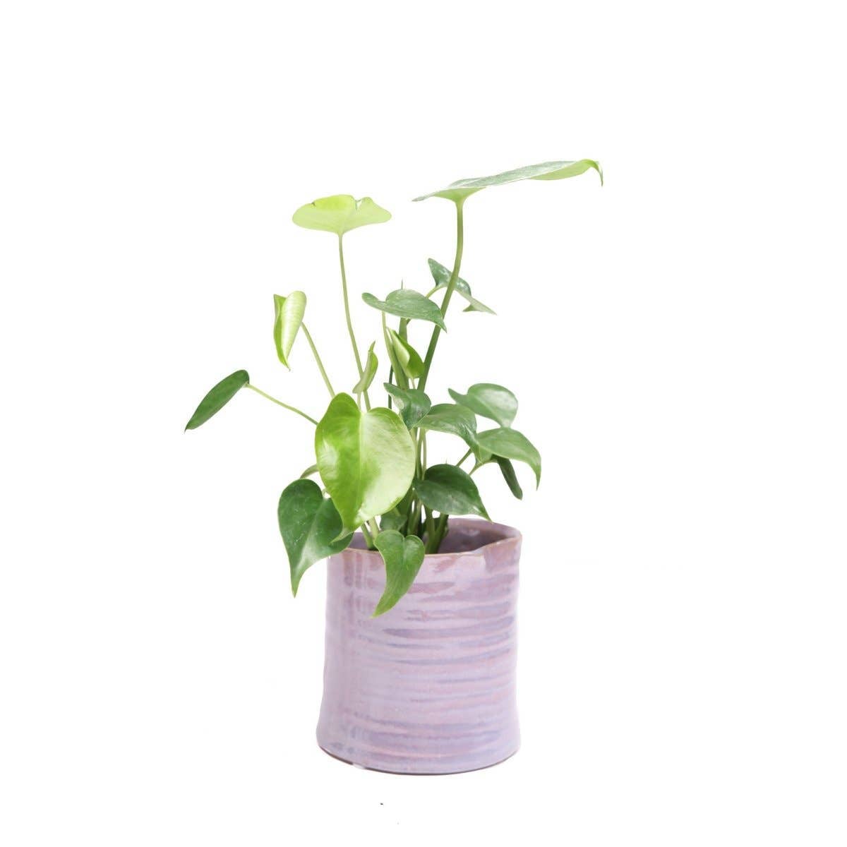 Chive Canada - Wholesale Plant Pot - Channa Japanese Minimalist Flower Pot For Indoor Plants5