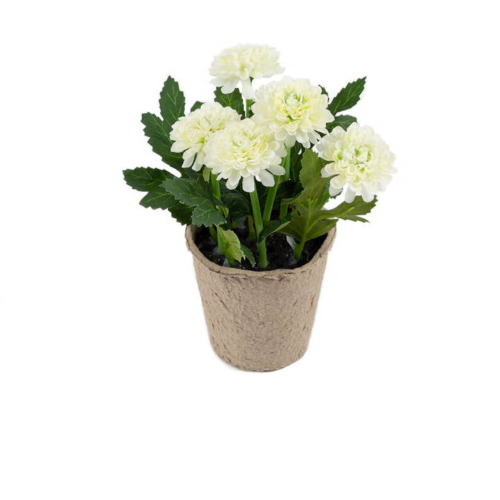 Closer2Nature – wholesale Artificial flowers – Artificial 18cm White Chrysanthemum Plant with Gift Box13