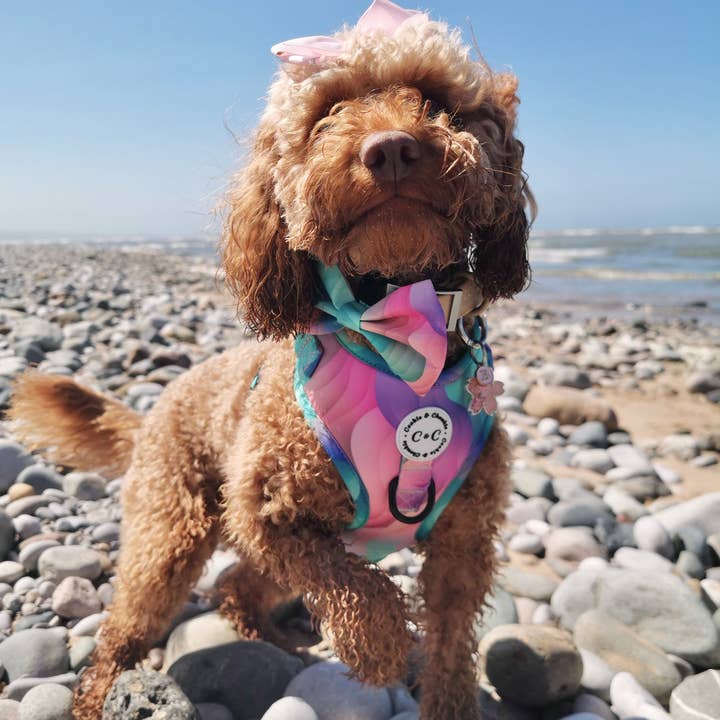 Cookie and Chewkie – Engroshandel Kæledyrsbutterfly – Hund – Sløjfe - 'Vindens farver'
