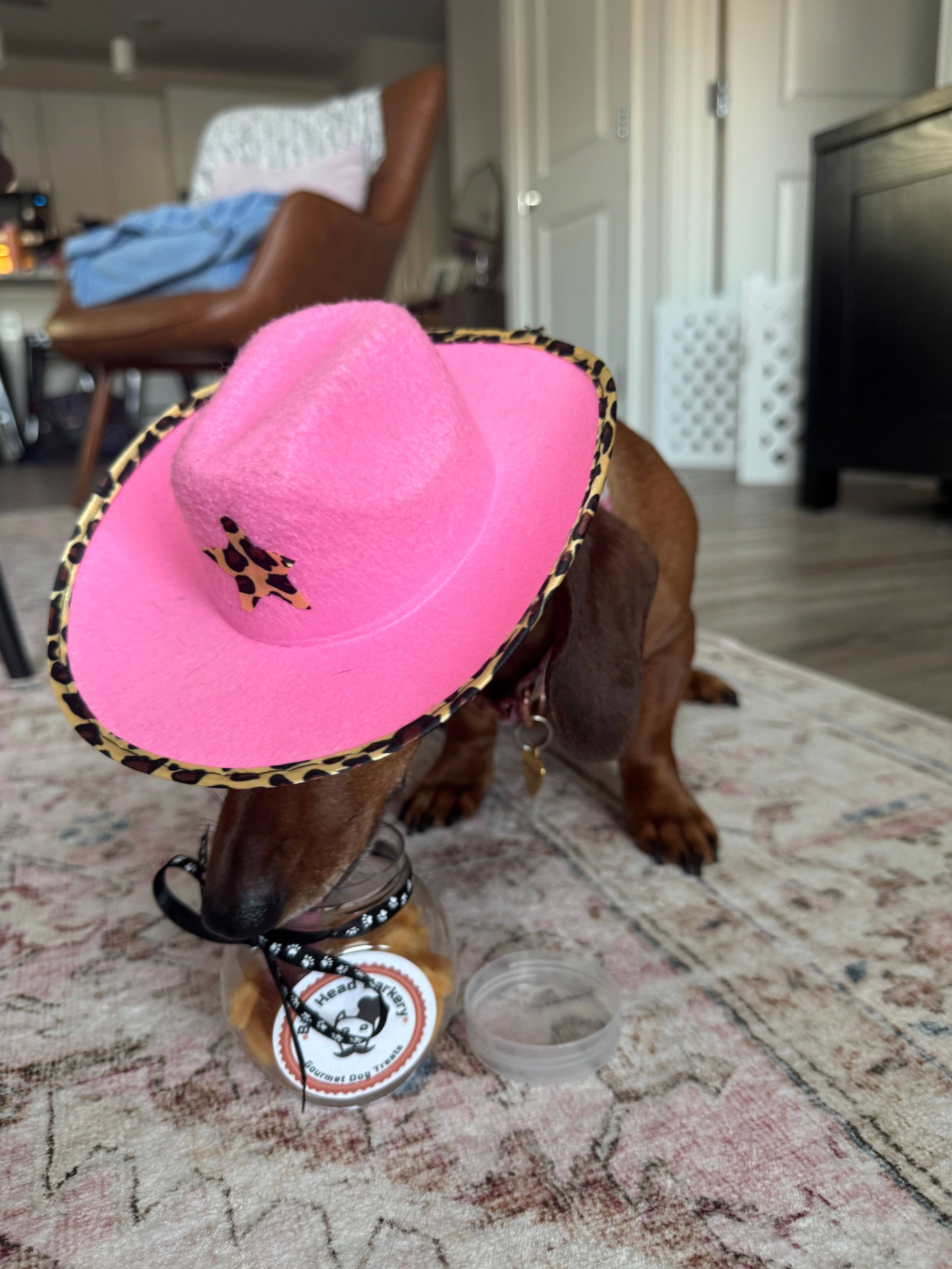 Big Head Barkery - Wholesale Pet Treats - Dog - Cheddar Cheese Fish-Shaped Dog Treats |Crunchy, Savory Bites9