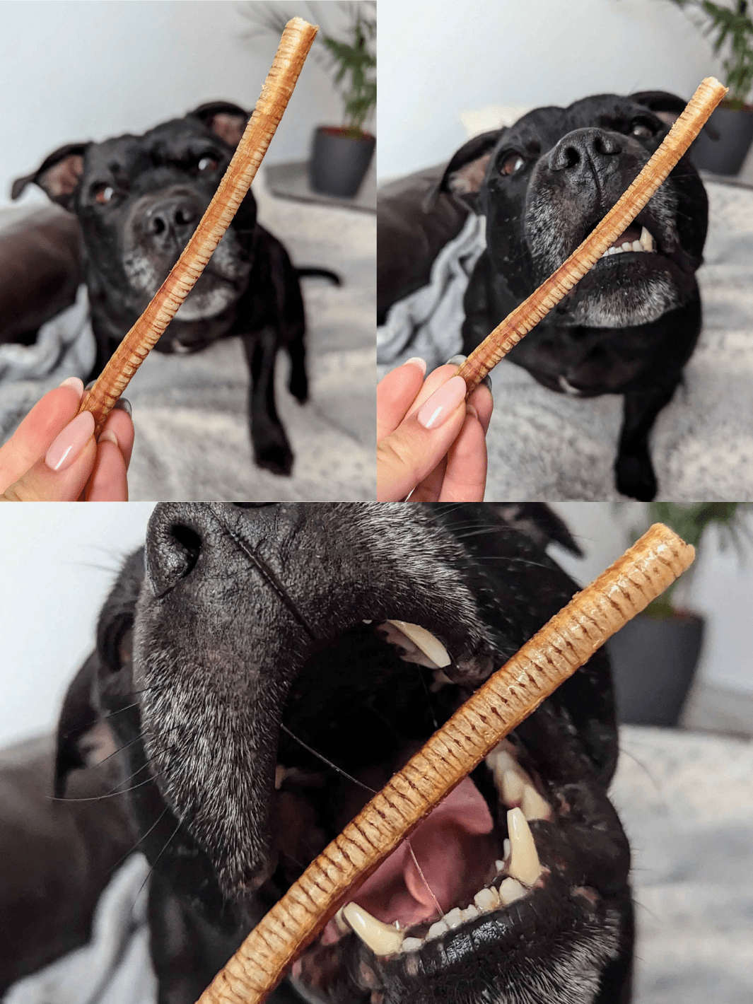 Truffe Délice - Wholesale Hondenkoekjes - Hond - Ganzenluchtpijpen1