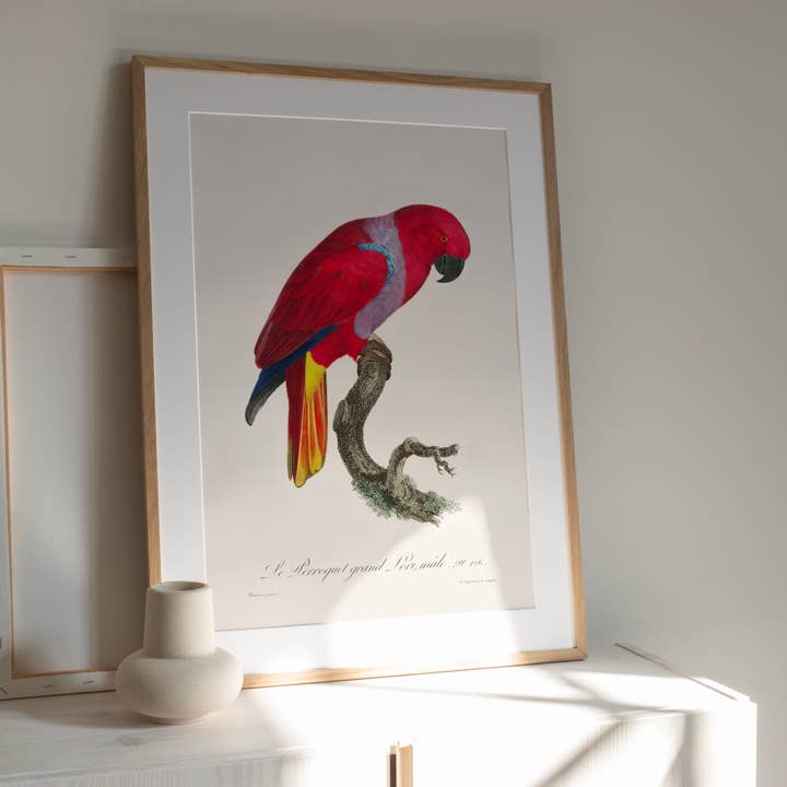 Atelier Bigarade – Engroshandel Plakat – 30x40 Plakat - Grand Lori Papegøje