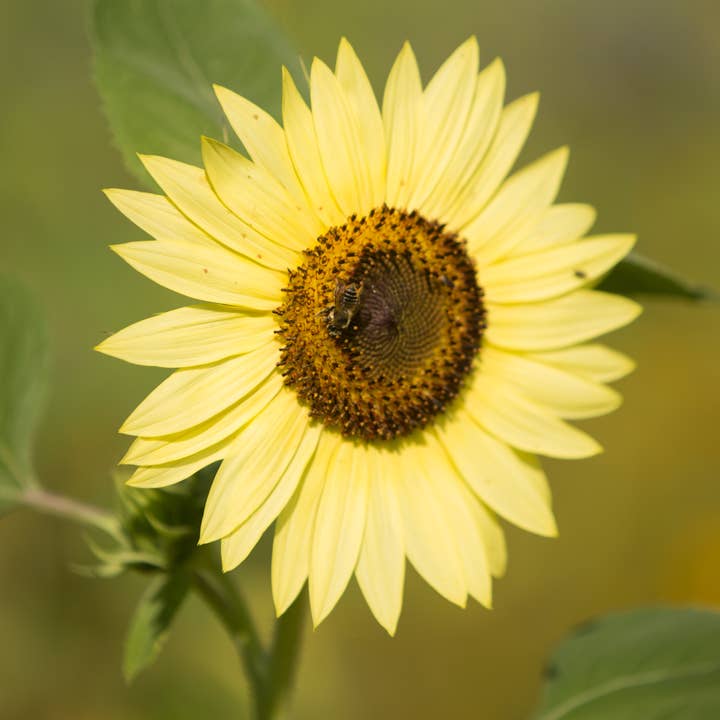 Bentley Seed Co. - Wholesale Plant Seeds - Bulk 250 Piece Eastern Region Flower Seed Packets