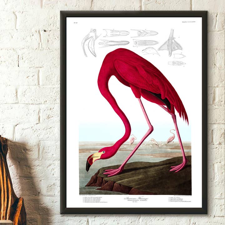 Vintage Flamingo Bird Bird Illustration Botanical for wholesale by Vintage Wall Graphics