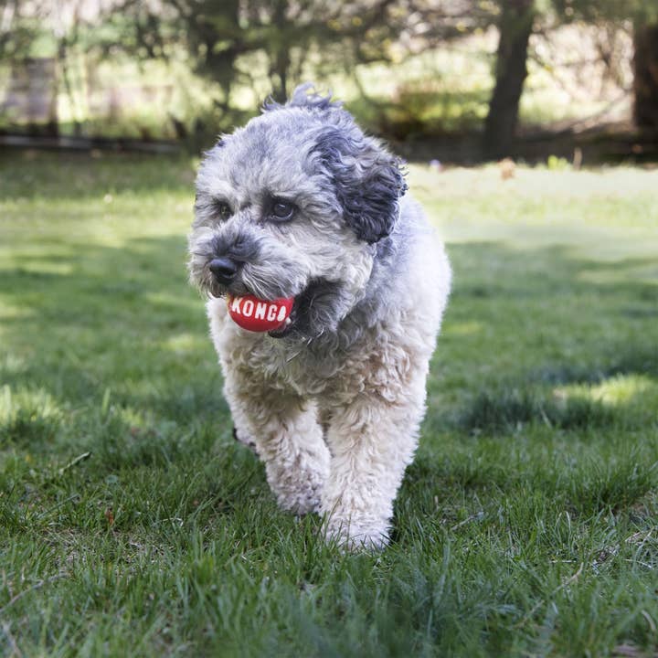 Pet Palette Distribution - Wholesale Pet Fetch Ball - Dog - KONG® Signature Balls Dog Fetch Toy Large 2pk