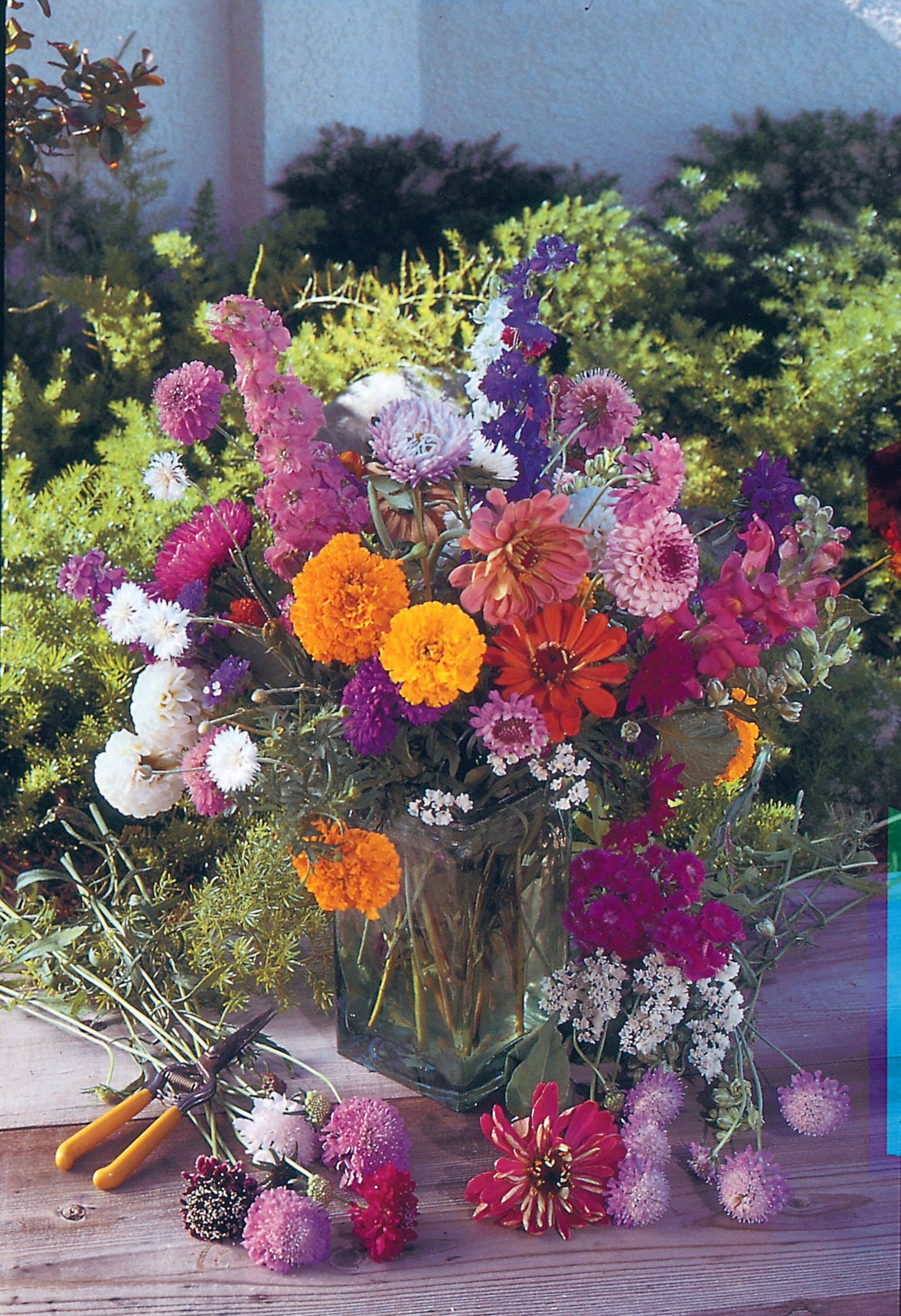 Bentley Seed Co. - Vente Graines de plantes - Aidez les papillons, aidez les pollinisateurs - Paquets de graines de fleurs sauvages pour pollinisateurs9