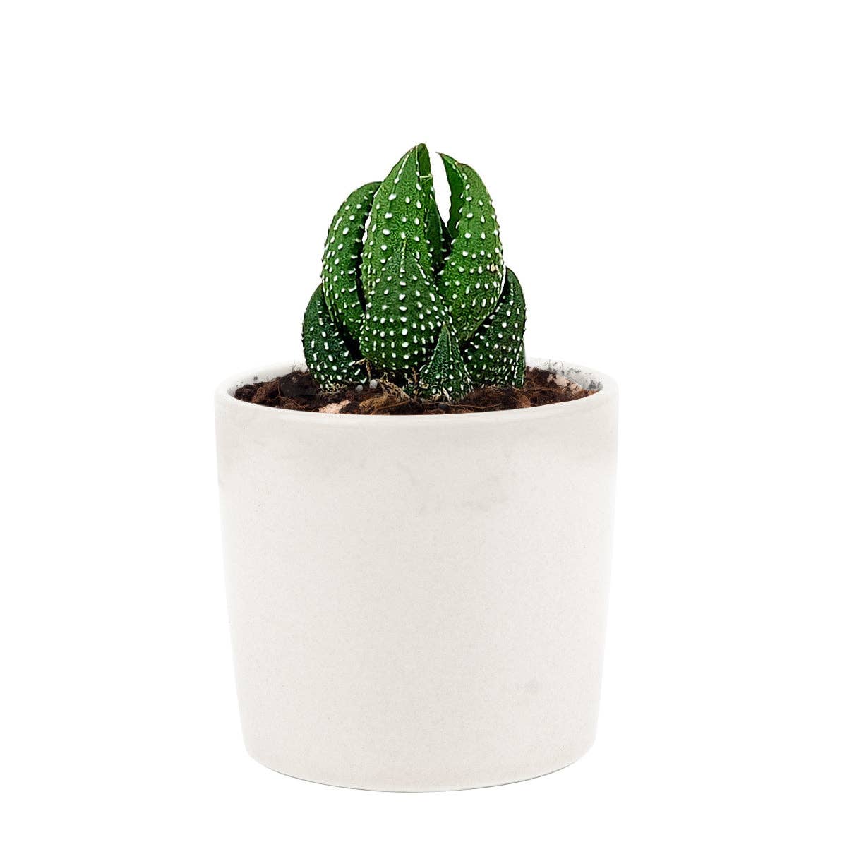 Best Plant Friend - Wholesale Succulent - Haworthia Pumila African Pearl Succulents Plant 2/4in Pot3