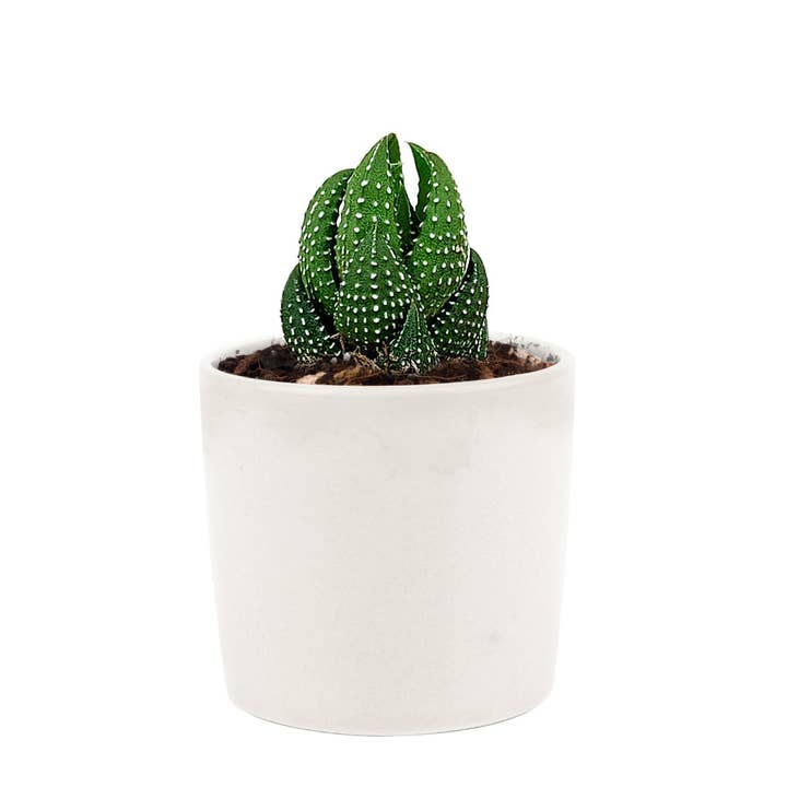Best Plant Friend - Vente Succulentes - Haworthia Pumila Plante Succulente Perle Africaine Pot de 2/4 pouces3
