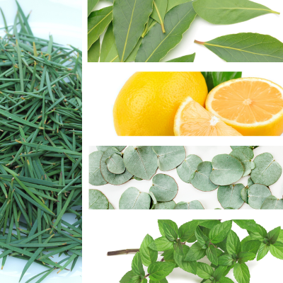 Temple of Life Oils & Perfumes - Wholesale Essential Oil Roll-On - Essential Oil Roll On | Respirar | Winter Wellness | Minty3