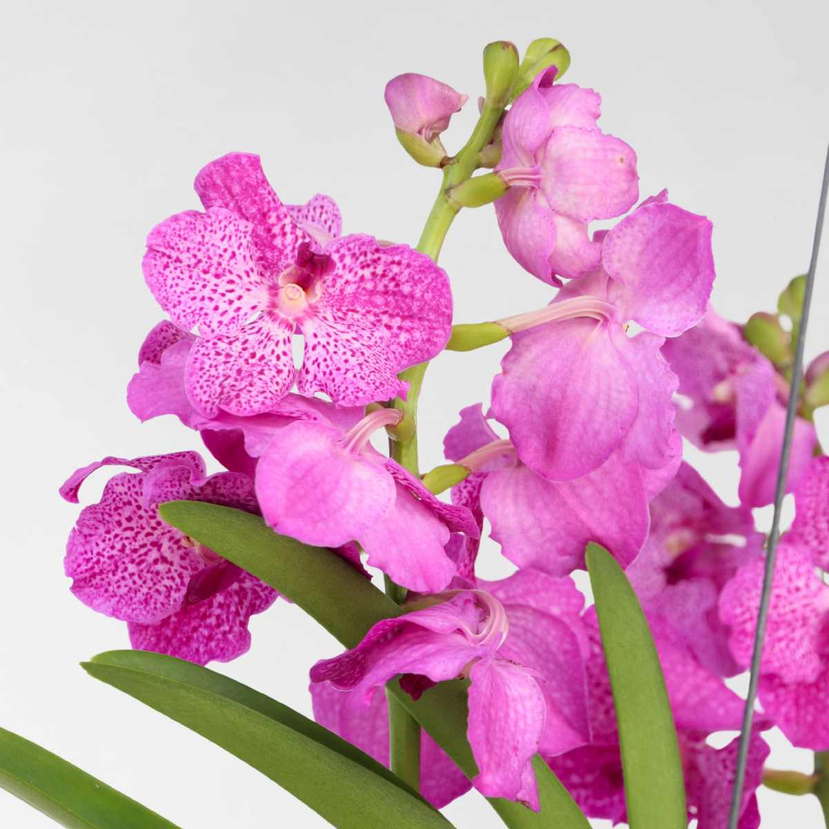 Oasis of Life - Wholesale Live Plant - Vanda Orchid – Vanda 'Pink' – Height 90cm – Exclusive orchid with bright pink flowers – Tropical indoor plant without soil – Easy care & reblooming3