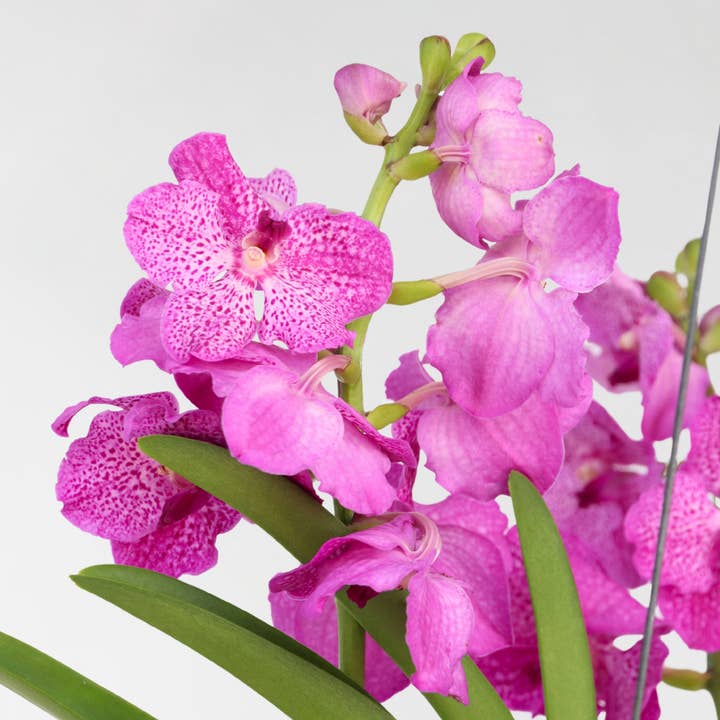 Oasis of Life - Wholesale Live Plant - Vanda Orchid – Vanda 'Pink' – Height 90cm – Exclusive orchid with bright pink flowers – Tropical indoor plant without soil – Easy care & reblooming3