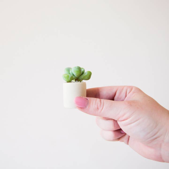 Jungle Club - Wholesale Plant Pot - Tiny Pot | Beige