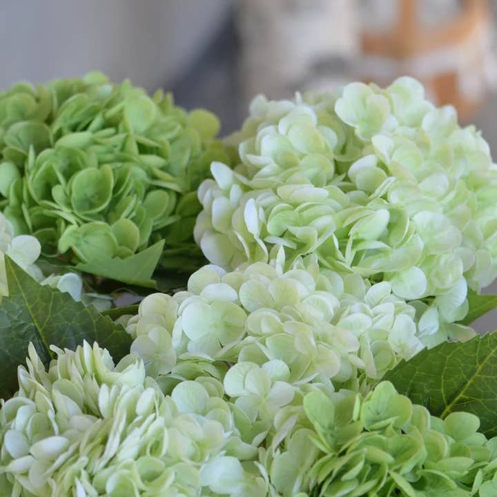 Angel Isabella - Wholesale Artificial Flowers - 18" Ultra Realistic Real Touch Artificial Hydrangea