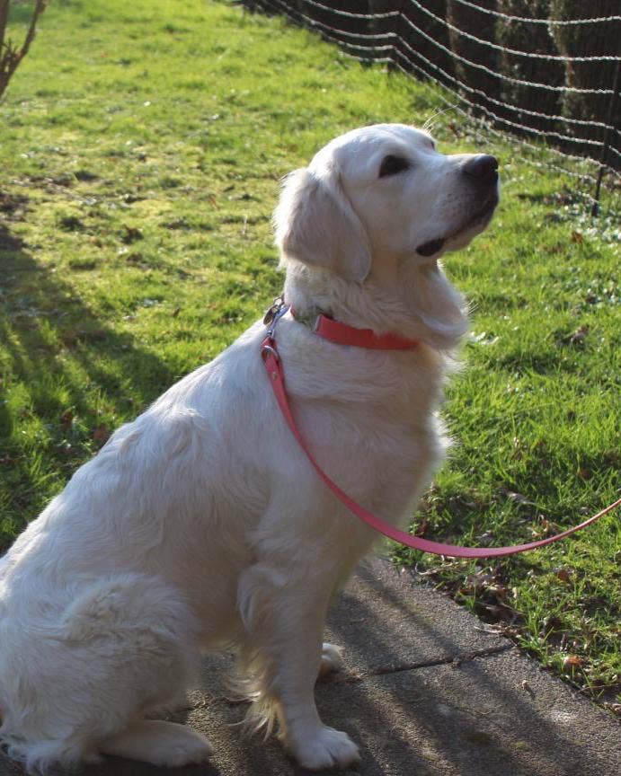 Splash By Happy - Wholesale Pet Leash - Dog - Biothane® multi-position leash5