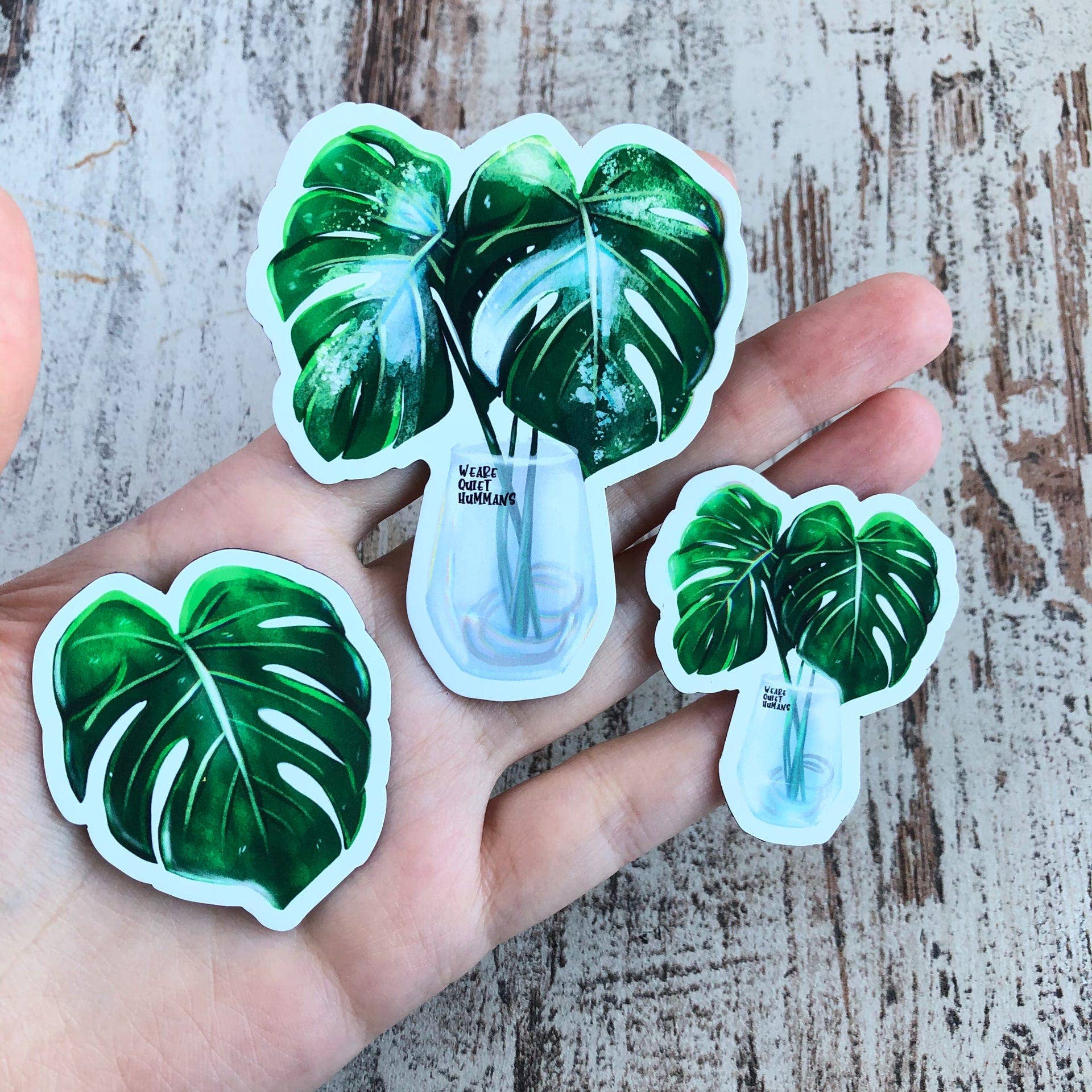 plantyintroverts - Wholesale Magnet - Magnet - Monstera Variegata, Plantmom, Plantfactory2