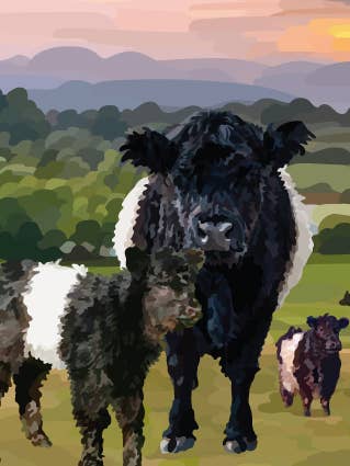 237C belted galloways/Sociedad Periódica/Tarjeta de felicitación para venta al por mayor de Periodic Society