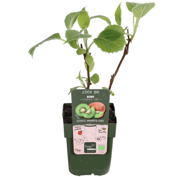 Oasis of Life - Wholesale Live Plant - Kiwi Plant – Actinidia deliciosa 'Jenny' – Self-pollinating – Ø13cm – ↕45cm – 3 Plants – Hardy Climbing Plant with Vitamin C Rich Fruits2