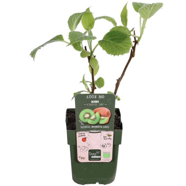 Oasis of Life - Wholesale Live Plant - Kiwi Plant – Actinidia deliciosa 'Jenny' – Self-pollinating – Ø13cm – ↕45cm – 3 Plants – Hardy Climbing Plant with Vitamin C Rich Fruits2