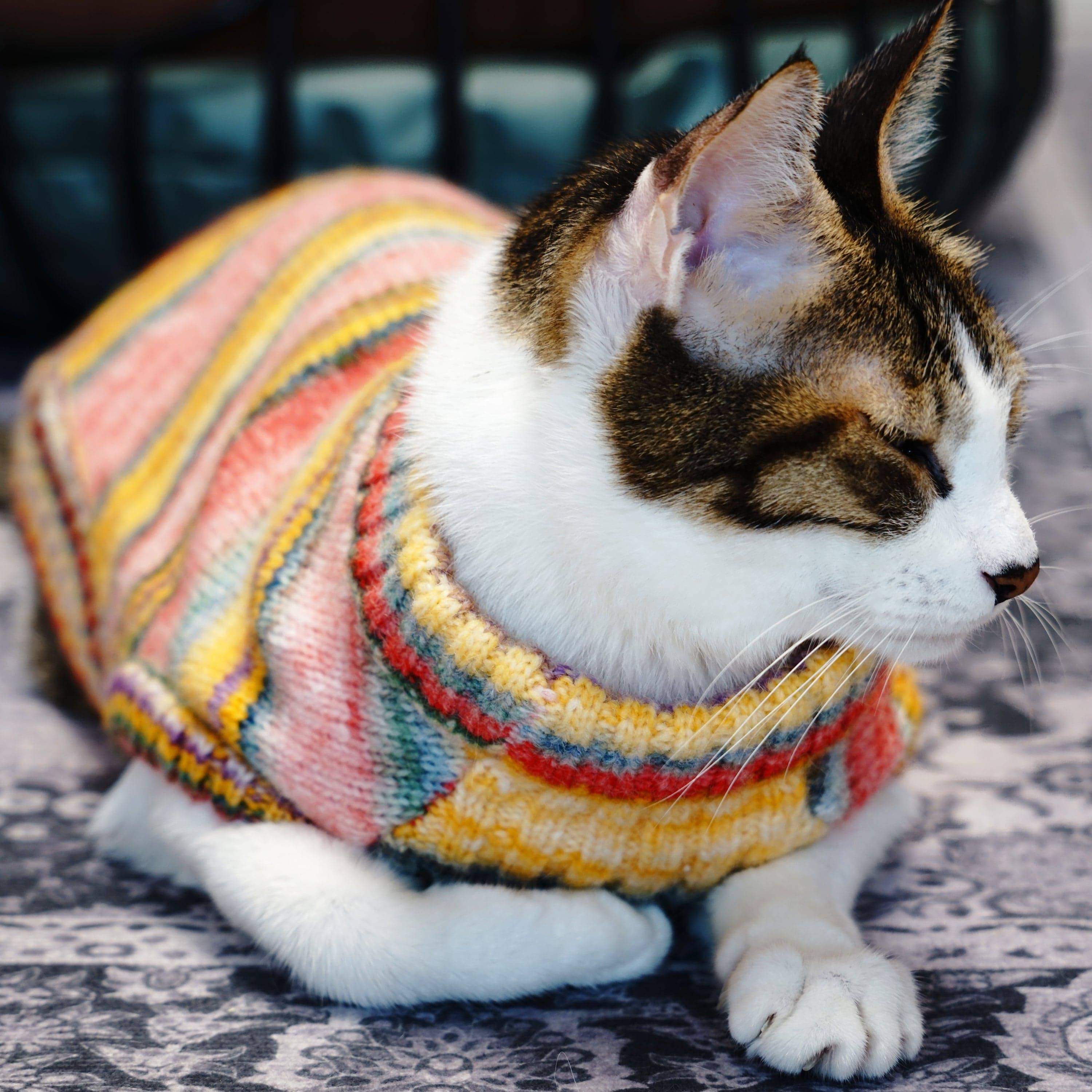 Blueberry Pet - Vendita all'ingrosso Maglione - Cani - Maglione girocollo in filato sfumato morbido e accogliente, lavorato a maglia su misura e tinto11